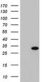 Paired Related Homeobox 1 antibody, TA803117S, Origene, Western Blot image 