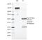 Solute Carrier Family 3 Member 2 antibody, 33-203, ProSci, Western Blot image 