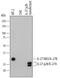 Interleukin 27 antibody, BAF2526, R&D Systems, Western Blot image 