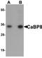 Calneuron 1 antibody, A11254, Boster Biological Technology, Western Blot image 
