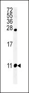 FMRFamide-related peptides antibody, MBS9213265, MyBioSource, Western Blot image 