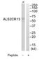 Family With Sequence Similarity 117 Member B antibody, TA316163, Origene, Western Blot image 