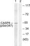Caspase 8 antibody, PA5-38242, Invitrogen Antibodies, Western Blot image 