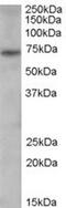 Peptidyl Arginine Deiminase 4 antibody, MBS420131, MyBioSource, Western Blot image 