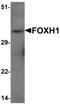 Forkhead Box H1 antibody, orb137378, Biorbyt, Western Blot image 
