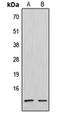 C-X-C Motif Chemokine Ligand 12 antibody, orb214560, Biorbyt, Western Blot image 