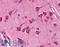 NFKB Inhibitor Alpha antibody, LS-B717, Lifespan Biosciences, Immunohistochemistry paraffin image 