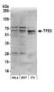 Transcription Factor Binding To IGHM Enhancer 3 antibody, A302-622A, Bethyl Labs, Western Blot image 
