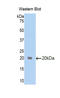 Transformer-2 protein homolog beta antibody, LS-C296753, Lifespan Biosciences, Western Blot image 