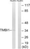 Transmembrane BAX Inhibitor Motif Containing 1 antibody, abx014964, Abbexa, Western Blot image 