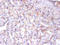 Endoplasmic Reticulum Protein 29 antibody, LS-C211606, Lifespan Biosciences, Immunohistochemistry paraffin image 
