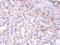 Endoplasmic reticulum resident protein 29 antibody, LS-C211606, Lifespan Biosciences, Immunohistochemistry paraffin image 