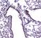 Phosphodiesterase 4D antibody, A01111-1, Boster Biological Technology, Immunohistochemistry frozen image 