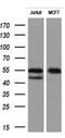 Receptor Interacting Serine/Threonine Kinase 3 antibody, NBP2-45592, Novus Biologicals, Western Blot image 