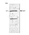 Telomerase Reverse Transcriptase antibody, NB100-297, Novus Biologicals, Western Blot image 