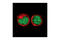RUNX Family Transcription Factor 1 antibody, 4334S, Cell Signaling Technology, Immunofluorescence image 