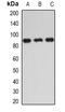 Inhibitor Of Nuclear Factor Kappa B Kinase Subunit Epsilon antibody, abx225238, Abbexa, Western Blot image 