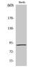 Ribosomal Protein S6 Kinase A5 antibody, STJ90677, St John