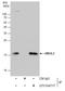 Ubiquitin Conjugating Enzyme E2 L3 antibody, GTX104717, GeneTex, Immunoprecipitation image 