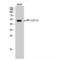 Activating Transcription Factor 2 antibody, LS-C380630, Lifespan Biosciences, Western Blot image 