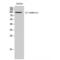 Cadherin 17 antibody, LS-C384340, Lifespan Biosciences, Western Blot image 