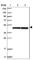 Elongation factor Tu, mitochondrial antibody, HPA024087, Atlas Antibodies, Western Blot image 