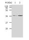 Aldose reductase antibody, TA323139, Origene, Western Blot image 