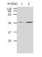 Aldose reductase antibody, TA323139, Origene, Western Blot image 