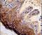 DNA Topoisomerase II Alpha antibody, PA5-26255, Invitrogen Antibodies, Immunohistochemistry frozen image 