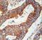 Kelch Like Family Member 6 antibody, LS-C165577, Lifespan Biosciences, Immunohistochemistry frozen image 