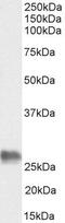 BCL2 Associated Athanogene 2 antibody, GTX89538, GeneTex, Western Blot image 