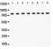 Minichromosome Maintenance Complex Component 7 antibody, LS-C357428, Lifespan Biosciences, Western Blot image 