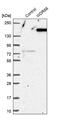 WD Repeat Domain 66 antibody, PA5-59025, Invitrogen Antibodies, Western Blot image 