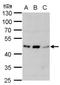 Adrenoceptor Alpha 1A antibody, NB100-78585, Novus Biologicals, Western Blot image 