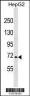 Nuclear Factor, Erythroid 2 Like 3 antibody, 60-753, ProSci, Western Blot image 