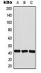 HEXIM P-TEFb Complex Subunit 2 antibody, orb215359, Biorbyt, Western Blot image 