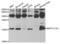 Microtubule Associated Protein 1 Light Chain 3 Alpha antibody, LS-C334175, Lifespan Biosciences, Western Blot image 