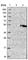 Glycosyltransferase 8 Domain Containing 2 antibody, HPA026904, Atlas Antibodies, Western Blot image 