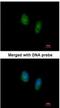 RAN, Member RAS Oncogene Family antibody, NBP1-31776, Novus Biologicals, Immunofluorescence image 