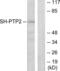 Protein Tyrosine Phosphatase Non-Receptor Type 11 antibody, LS-B12445, Lifespan Biosciences, Western Blot image 