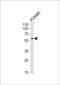 Syncytin antibody, LS-B13743, Lifespan Biosciences, Western Blot image 