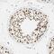 SWI/SNF Related, Matrix Associated, Actin Dependent Regulator Of Chromatin, Subfamily A, Member 5 antibody, PA5-52601, Invitrogen Antibodies, Immunohistochemistry frozen image 