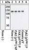 Protein Tyrosine Kinase 2 Beta antibody, 44-620G, Invitrogen Antibodies, Western Blot image 