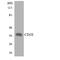 CD1e Molecule antibody, LS-C291768, Lifespan Biosciences, Western Blot image 