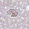 LMO7 Downstream Neighbor antibody, NBP2-14754, Novus Biologicals, Immunohistochemistry frozen image 