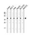 Ribonucleic Acid Export 1 antibody, M04228, Boster Biological Technology, Western Blot image 