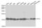 Eukaryotic Translation Initiation Factor 5A antibody, abx001637, Abbexa, Western Blot image 