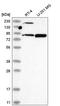 DExD-Box Helicase 50 antibody, HPA037389, Atlas Antibodies, Western Blot image 