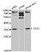 CD1d Molecule antibody, MBS127286, MyBioSource, Western Blot image 