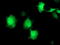 Eukaryotic Translation Initiation Factor 2B Subunit Gamma antibody, TA503568, Origene, Immunofluorescence image 